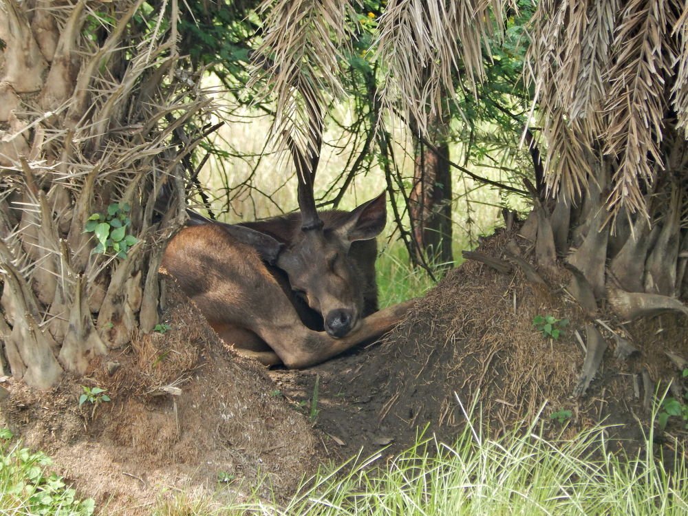 Photograph by Manav Das