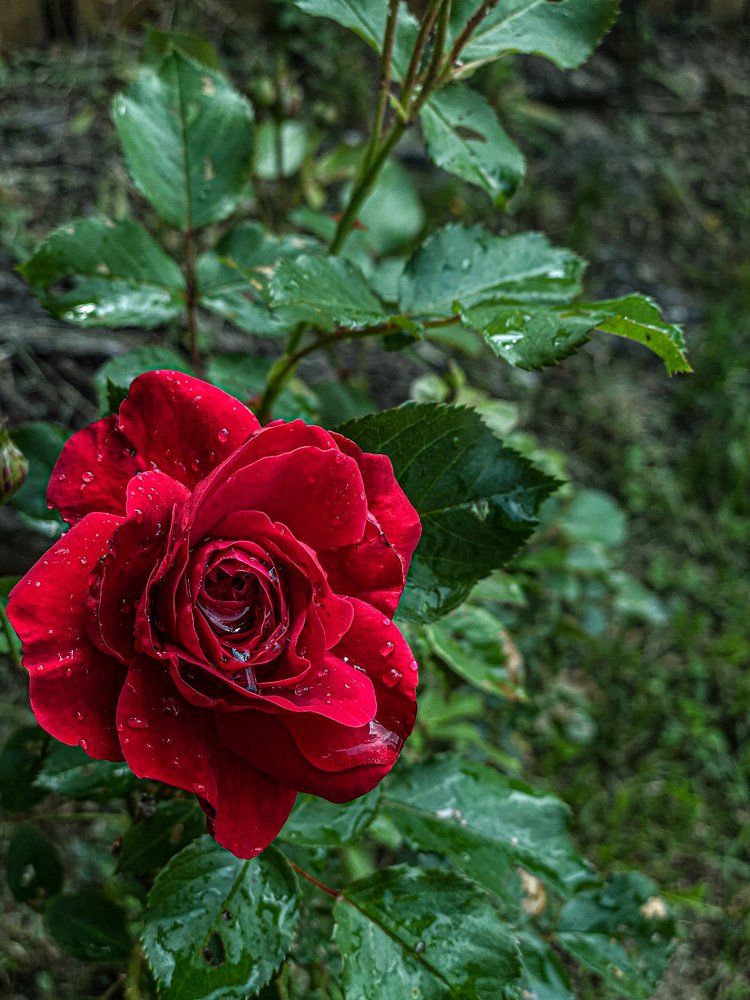 Photograph by Radu Pandelica