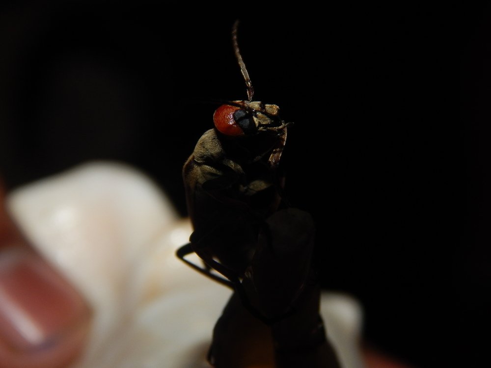 Cream colored redhead blister beetle
