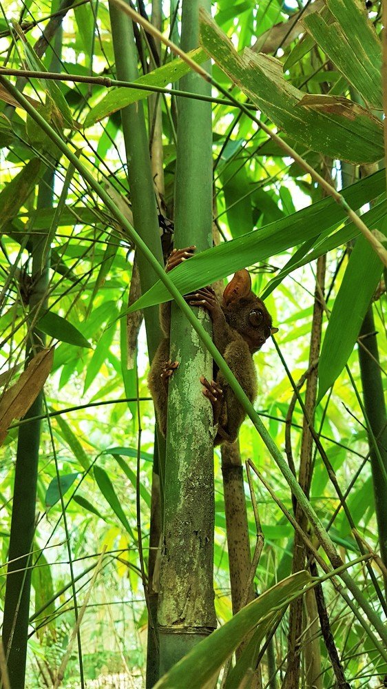 Фотография автора Adiebert Cornejo