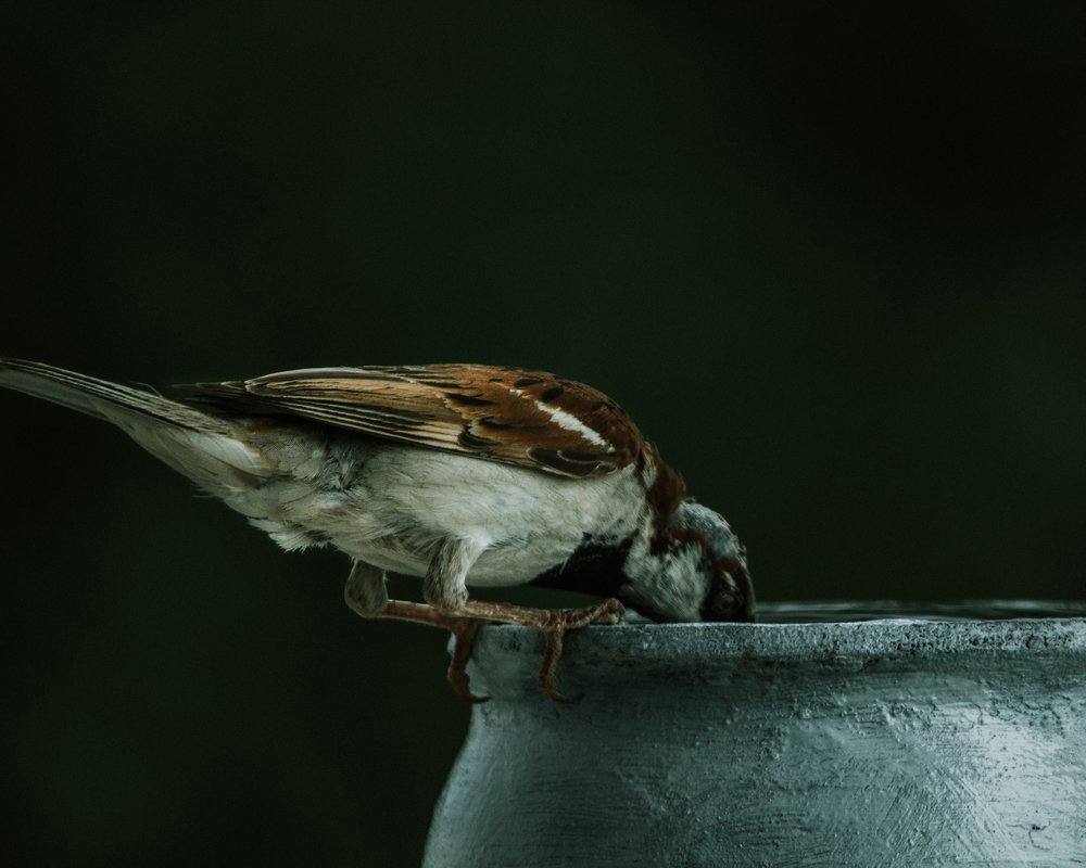 Photograph by Uttranshu