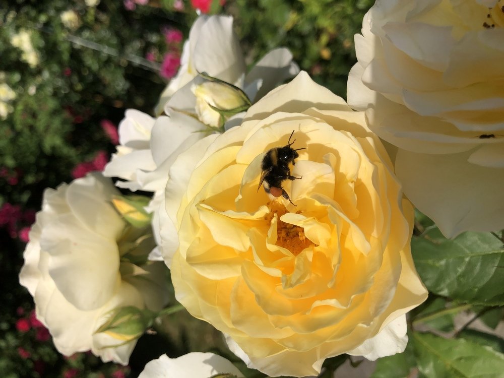 Photograph by Маргарита