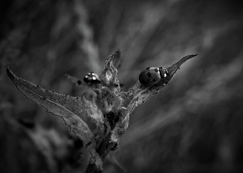 Photograph by Ирина Дашкова-Красникова