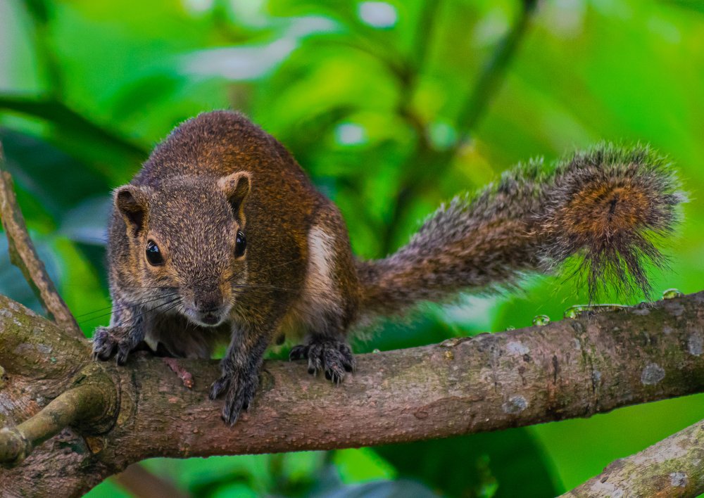Photograph by Vivek Gogoi