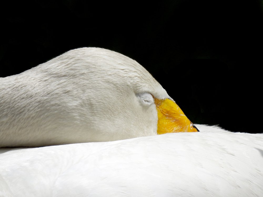 Спящий лебедь