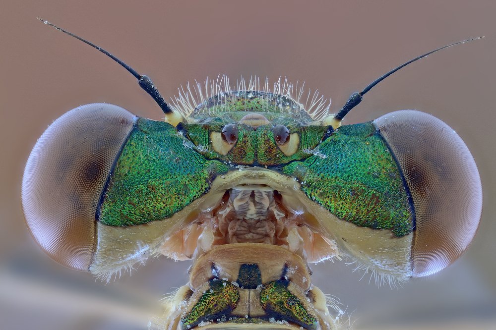 Lestes dryas (Kirby 1890) 3