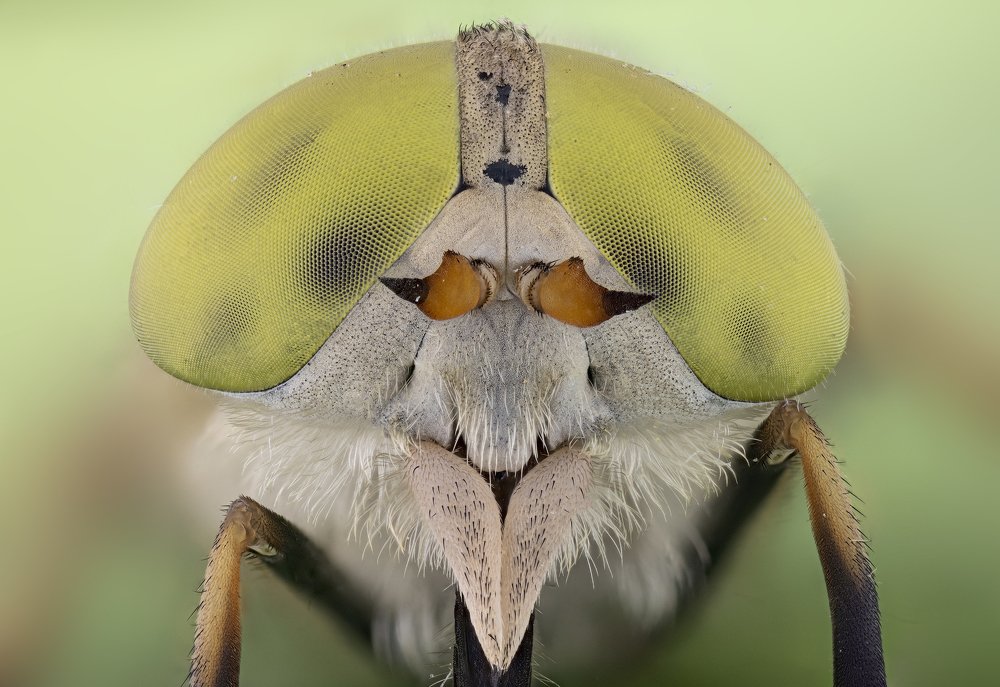 Atylotus rusticus (Linneaus, 1758)