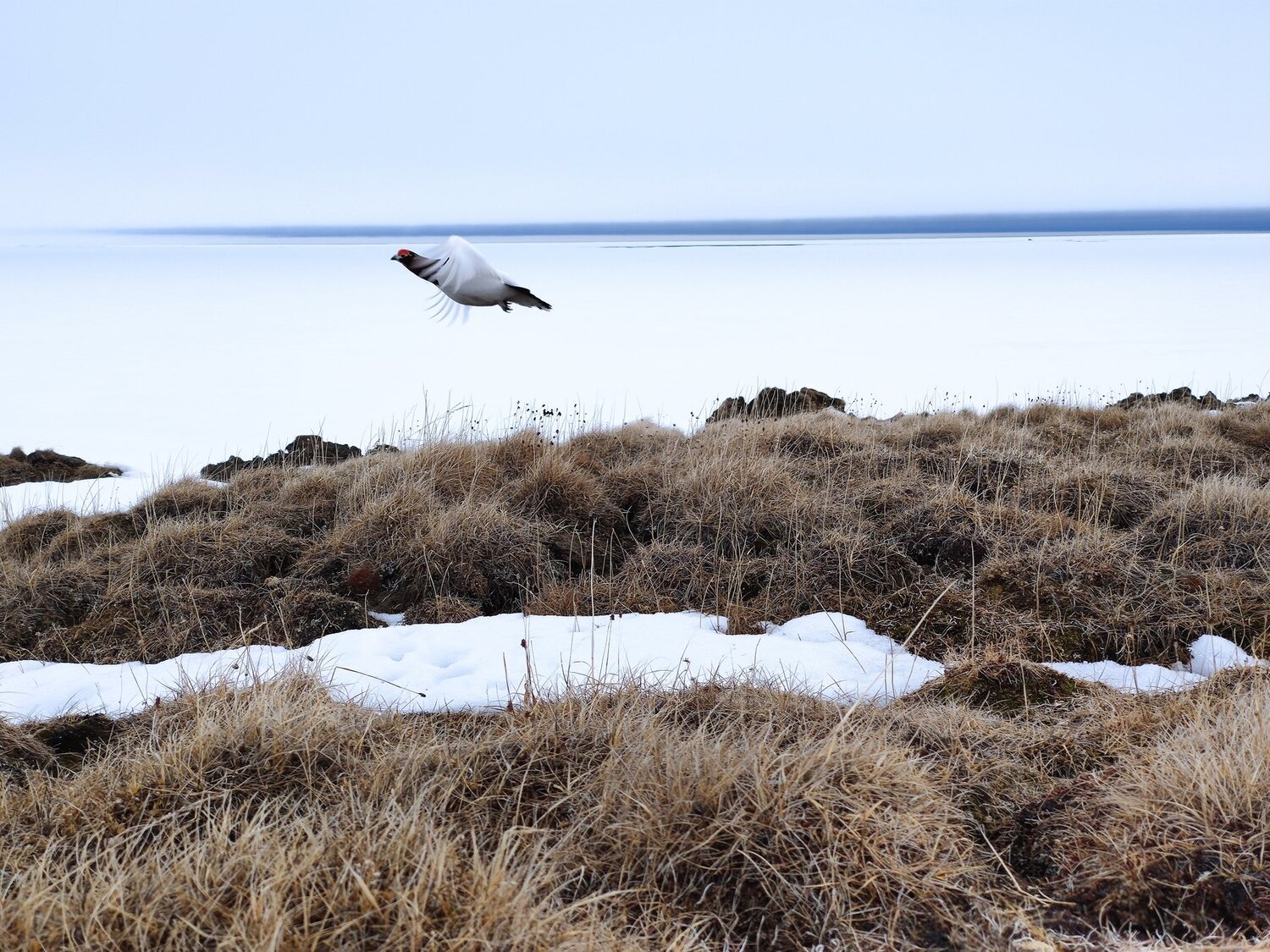 Photo #4675250