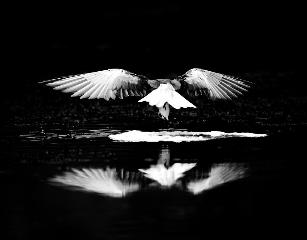 Photograph by Ali Abu alqasim