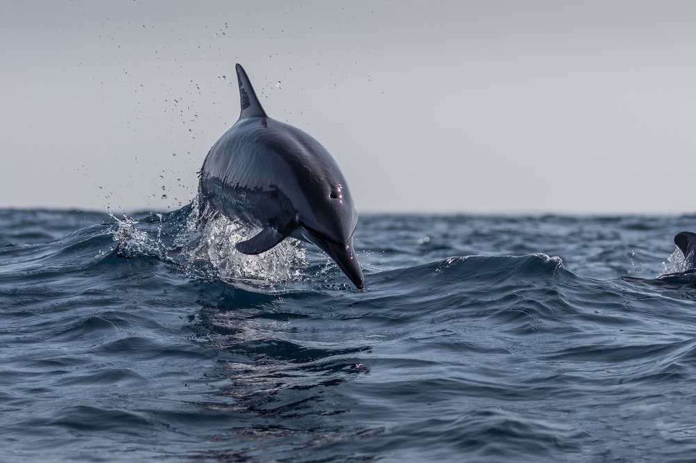 Photograph by Ranley Evarts