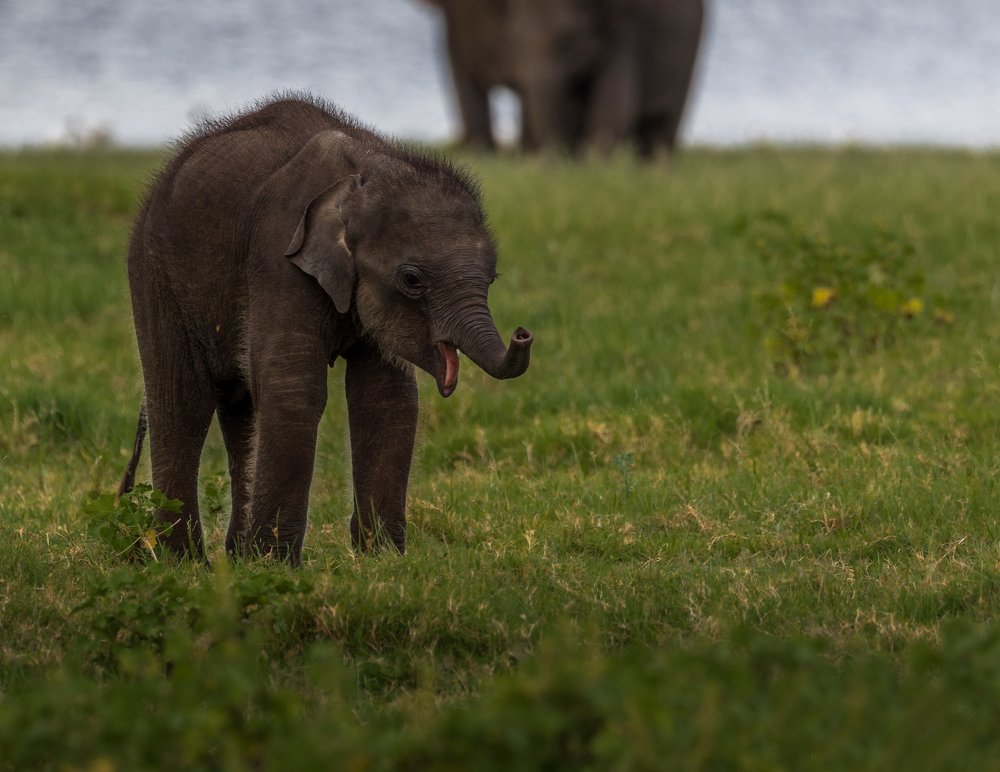 Photograph by Ranley Evarts