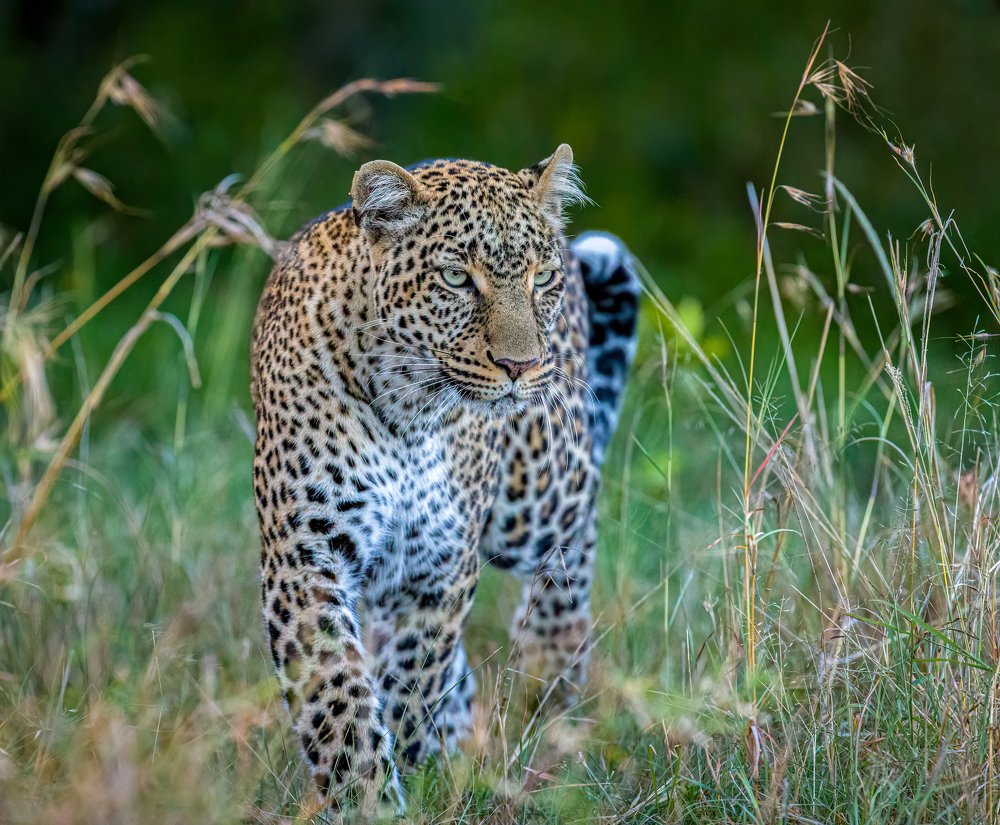 Photograph by Ruzdi Ekenheim