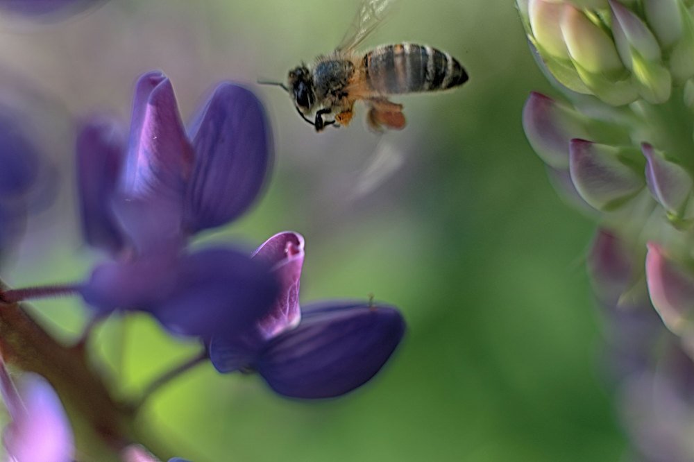 Лето-это маленькая жизнь