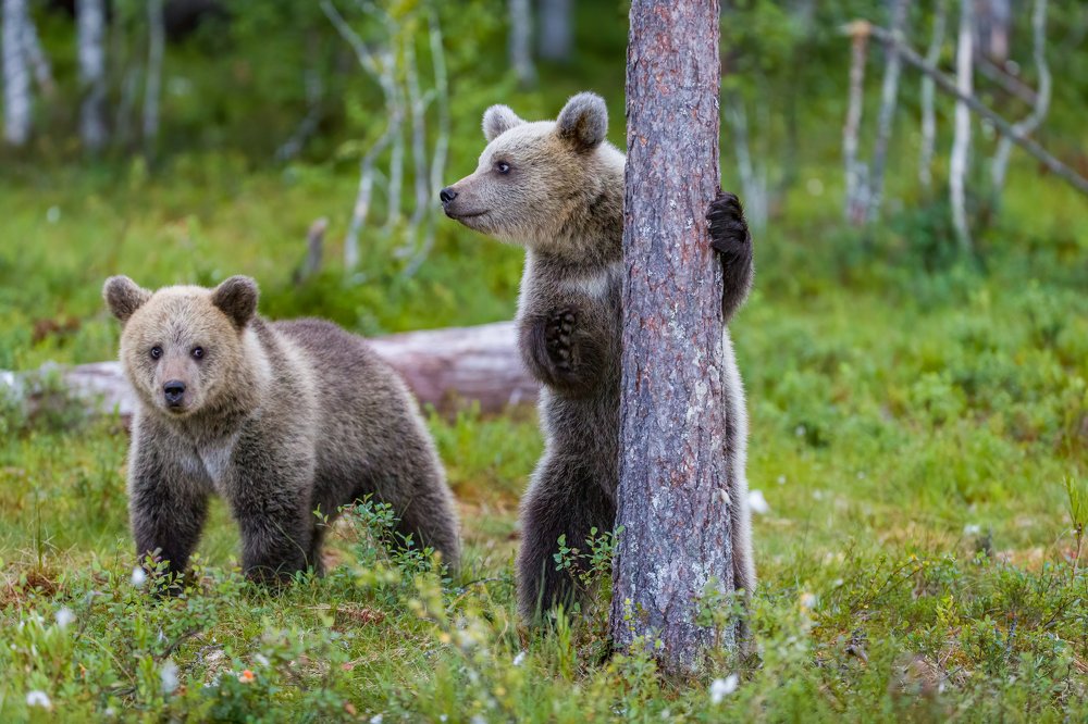 Brown Bears