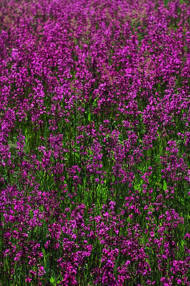 Лето-это красочная жизнь