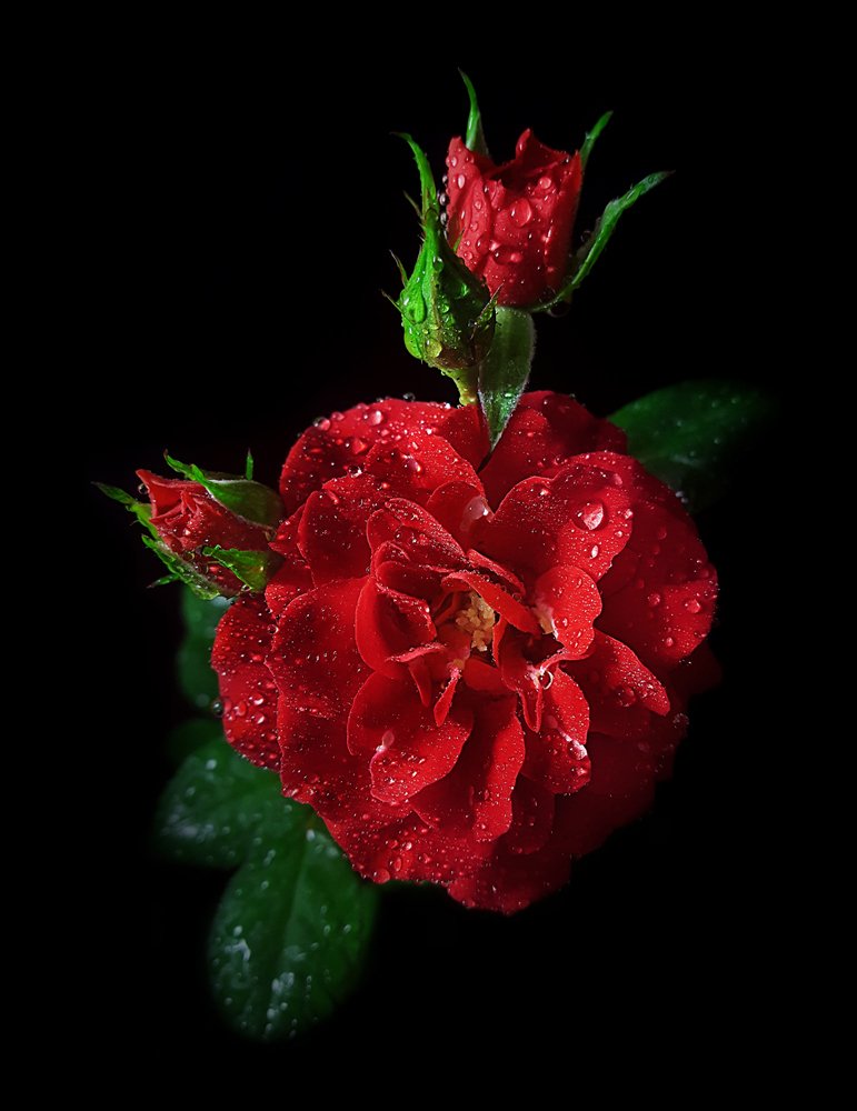 Photograph by Mohammad Dadsetan