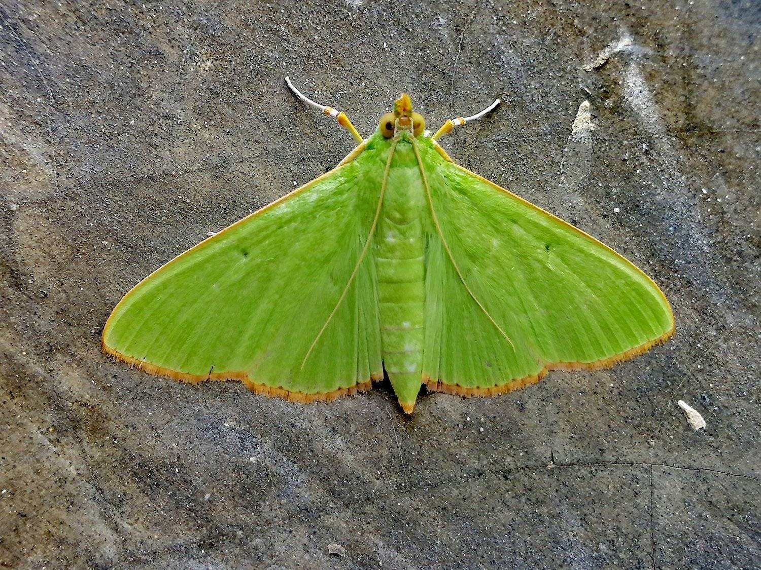 Green moth