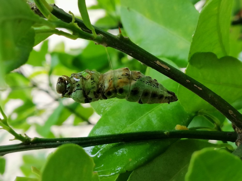 Metamorphosis