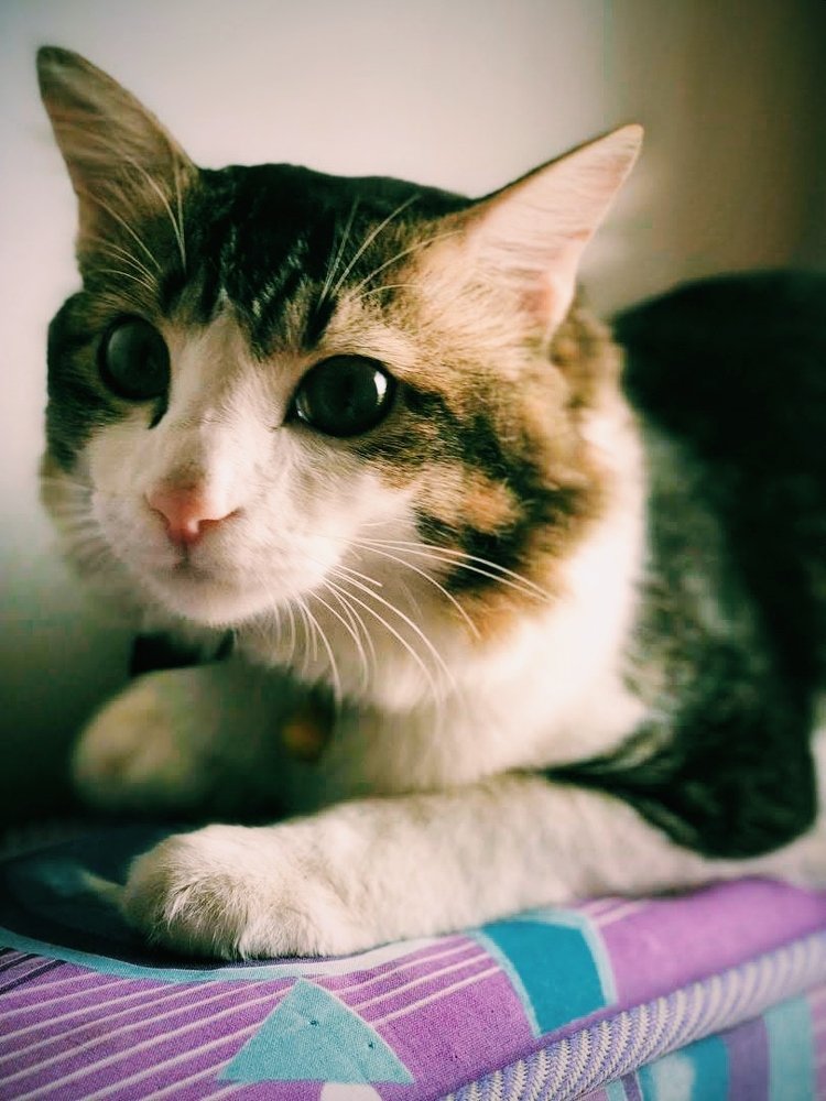 Фотография автора Hepzibah