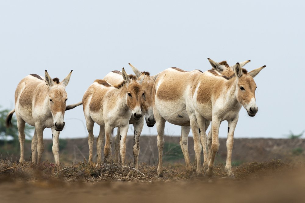 Photograph by Sanjoy Adak