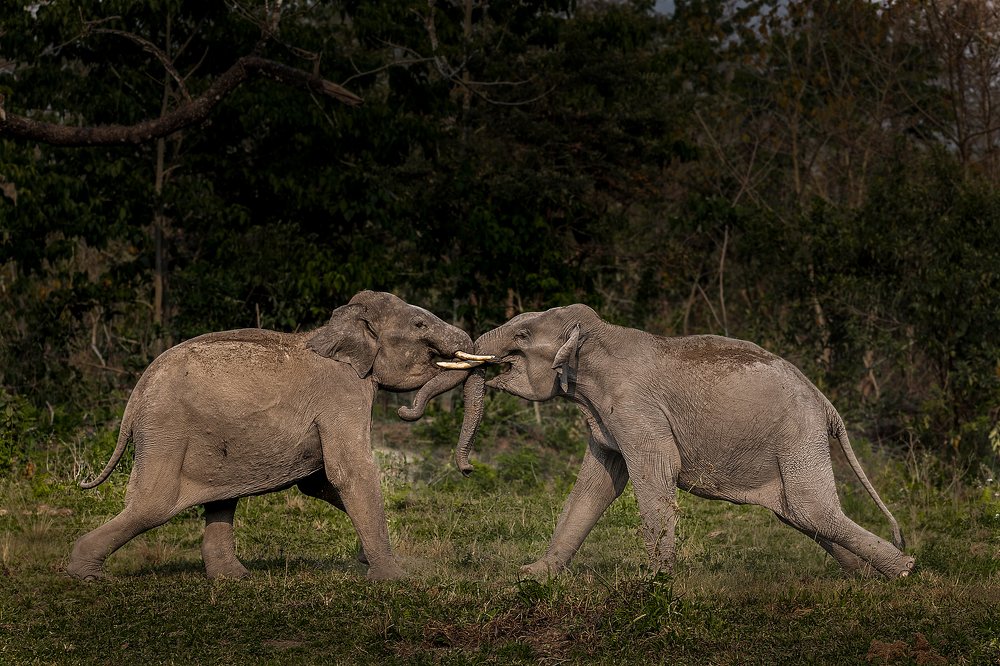 Photograph by Soumitra Ghosh