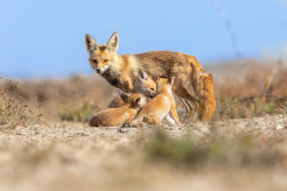 Photograph by Soumitra Ghosh
