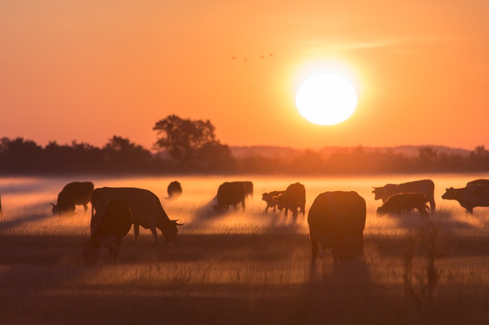 Туманный луг.