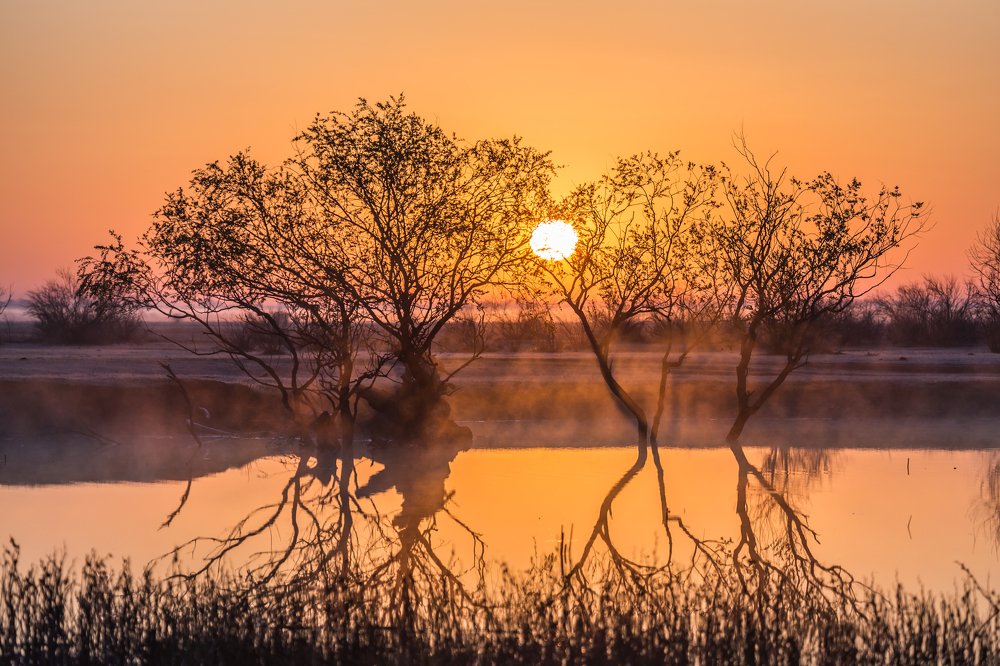 Запутавшись в ветвях.