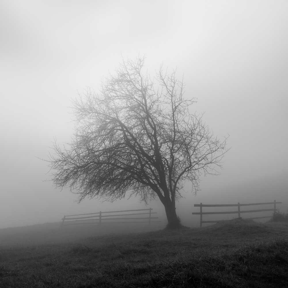 Photograph by Крицак Ольга