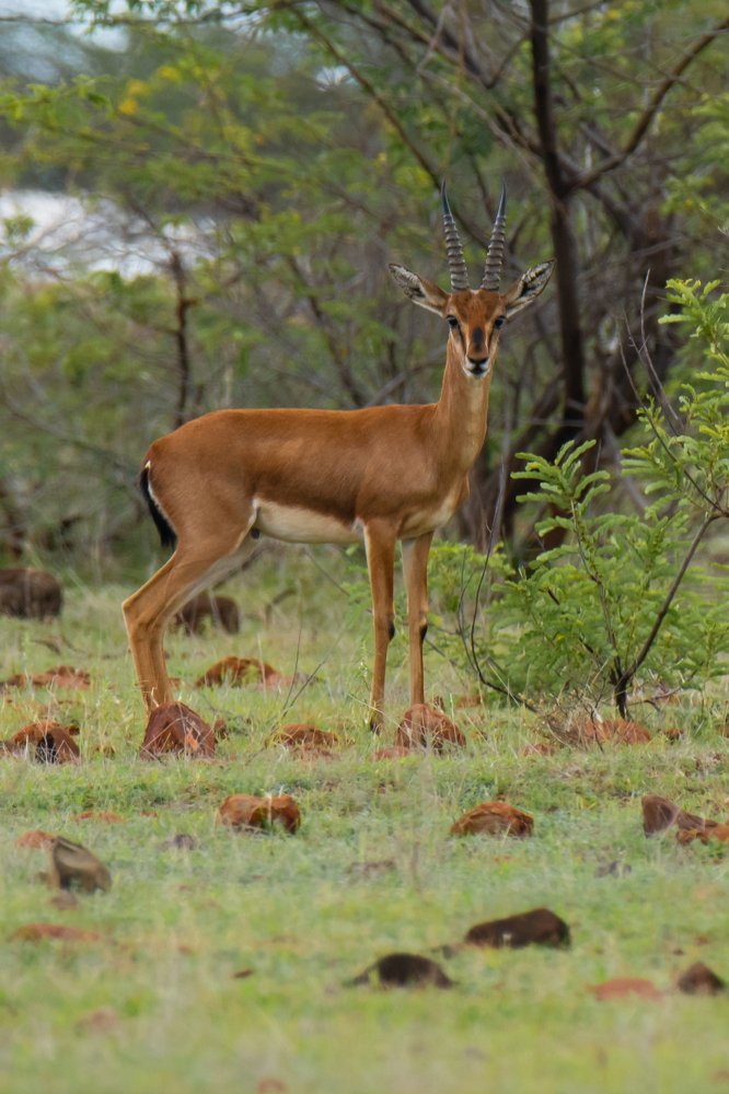 Photograph by Suman Paul