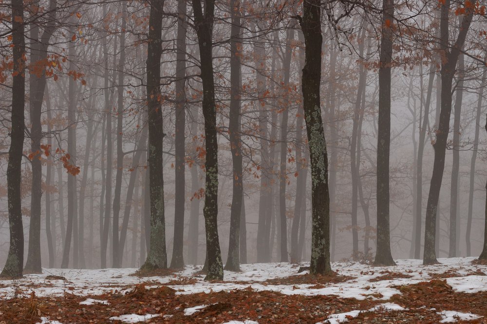 Photograph by Irina Magdalena Bivolaru