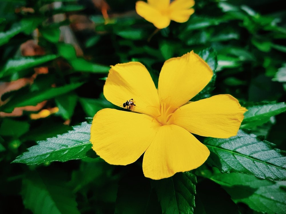 Фотография автора Hepzibah