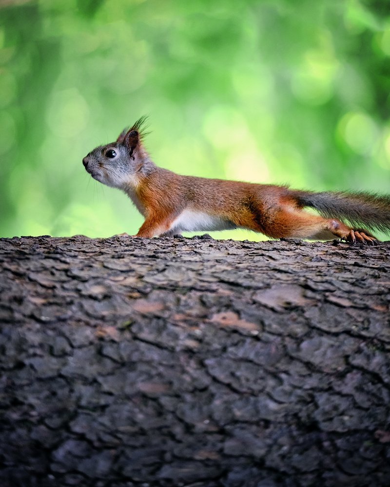 Photograph by Наталья Городилова
