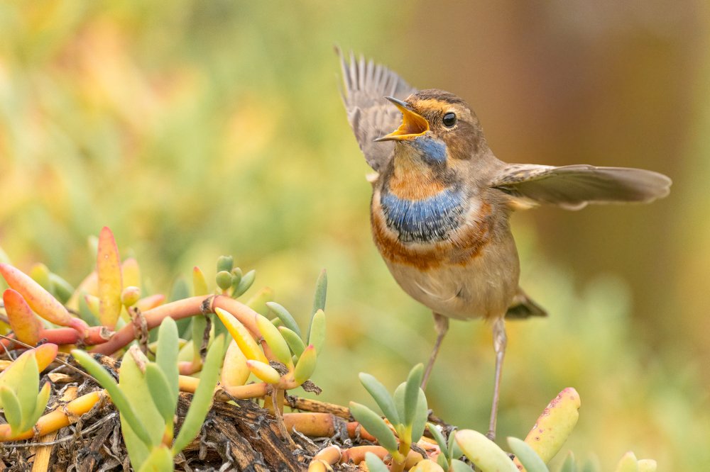 Blue Throat and Yellow Bill