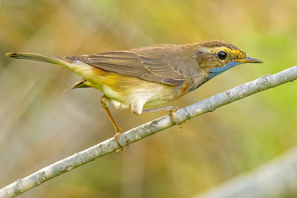 Blue Throat Going for a Kill