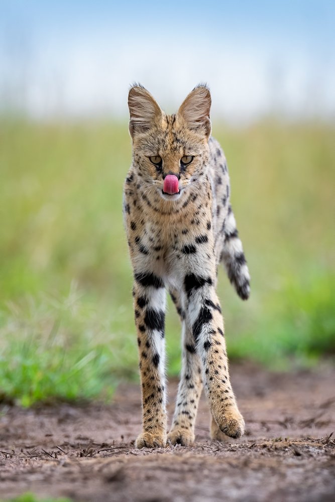 Photograph by YARON SCHMID