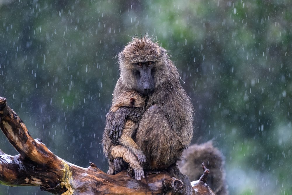 Photograph by YARON SCHMID