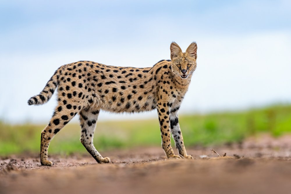 Photograph by YARON SCHMID