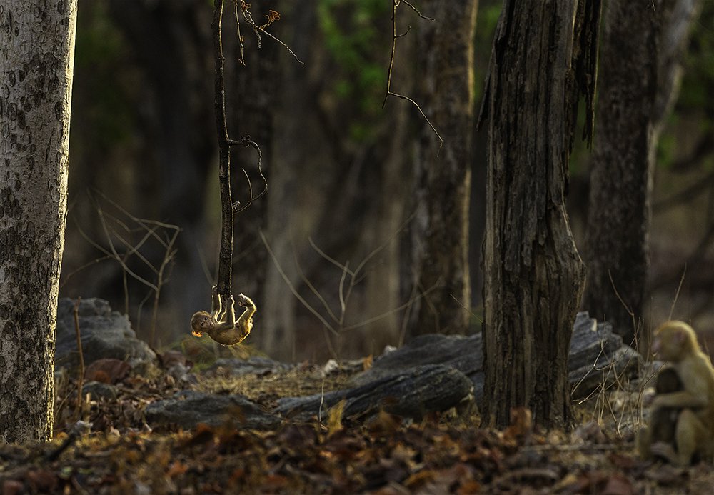 Photograph by chandrashekar k
