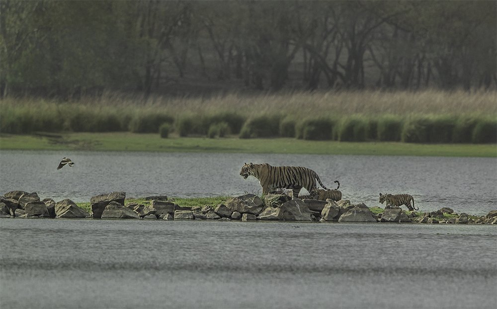 Photograph by chandrashekar k