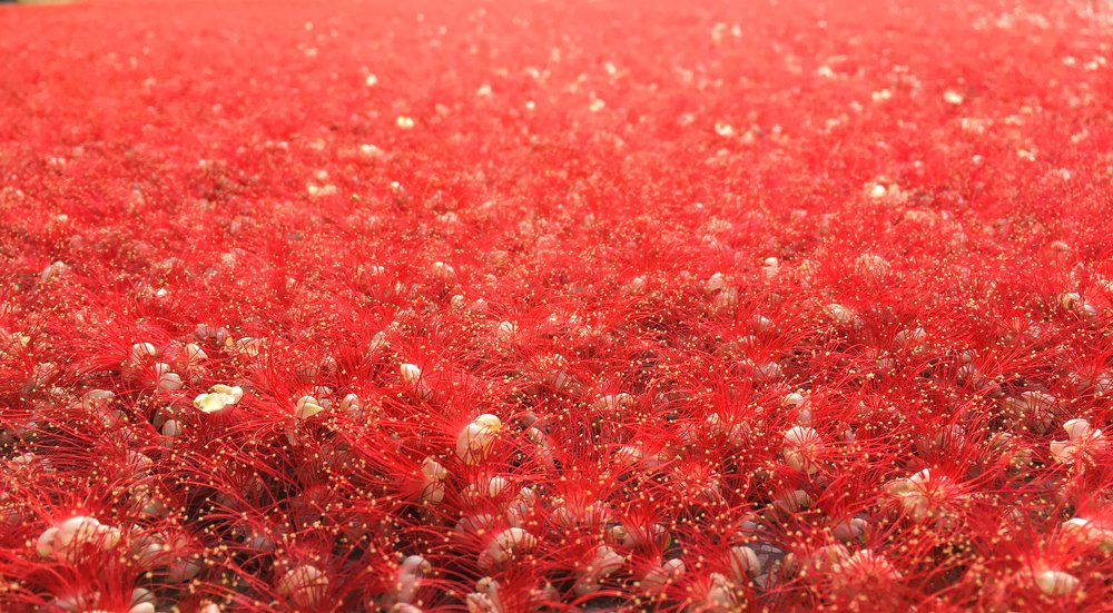 Photograph by Phán Nguyễn