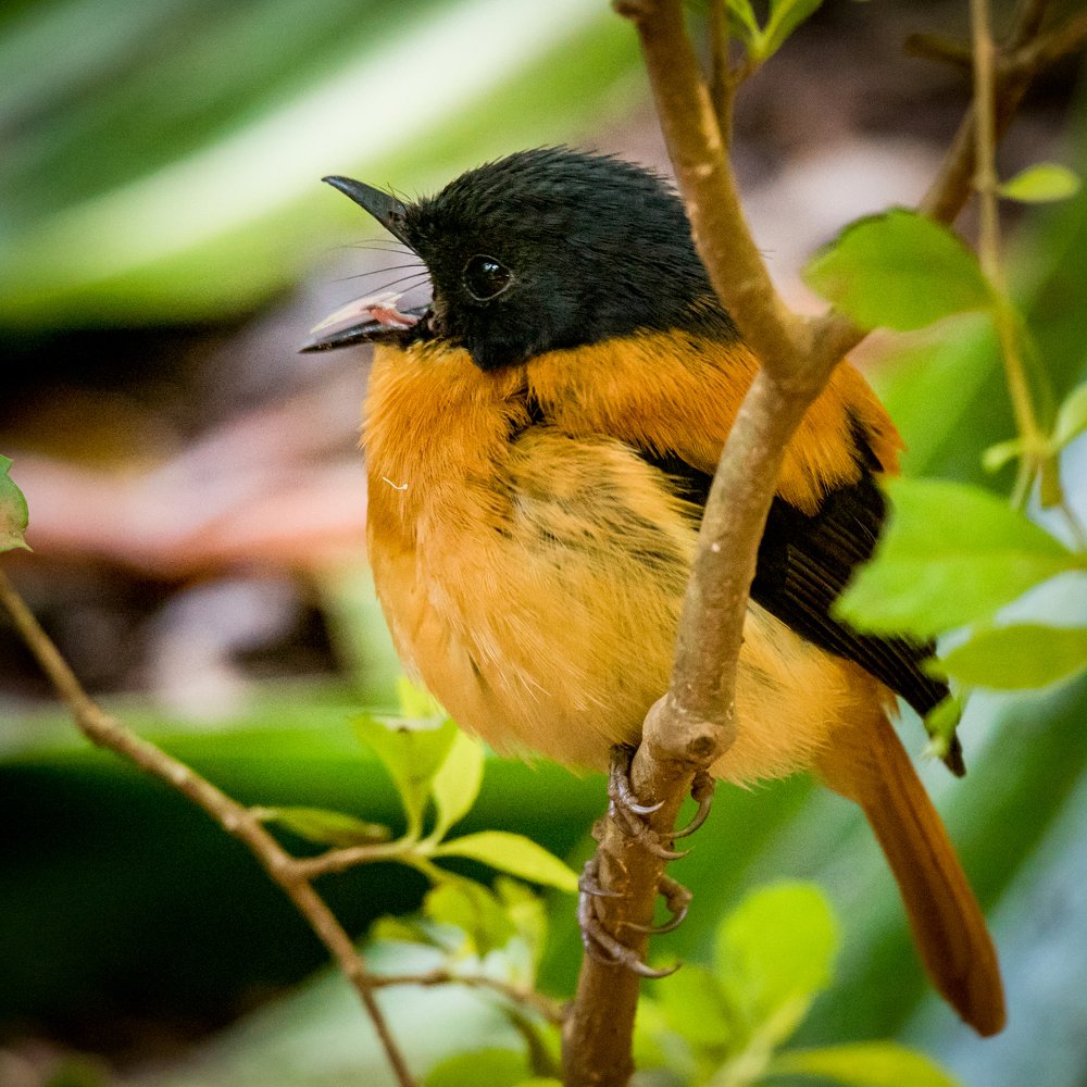 Photograph by Nutan Khedekar