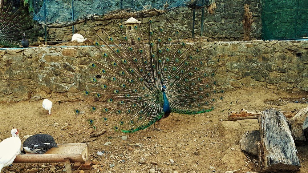 Peacock