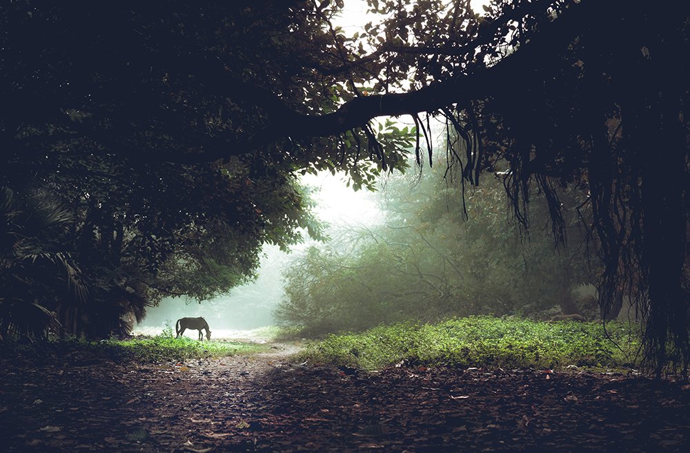 Photograph by Koushik Mohanta