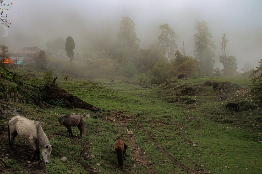 Photograph by Partho Kundu