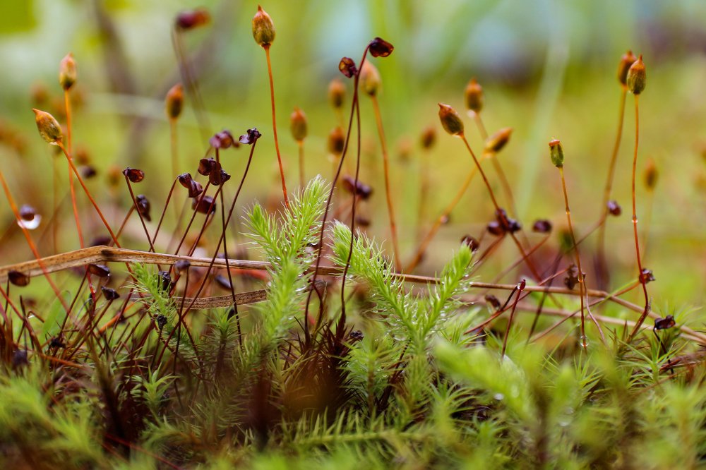 Photograph by Анна Дорофеева