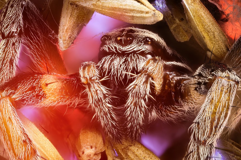 Portrait of Spider