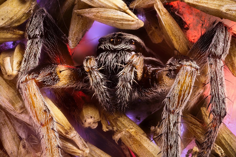 Portrait of Spider