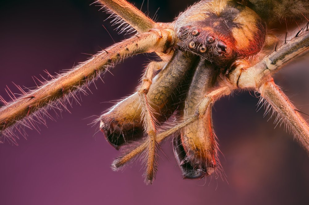 Portrait of Spider