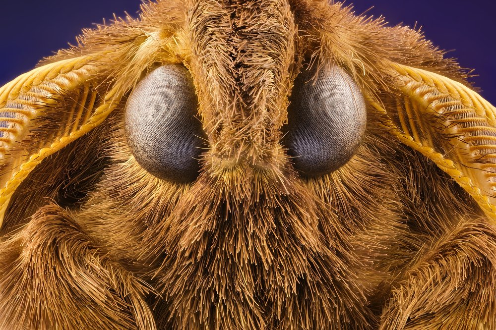 Portrait of Butterfly